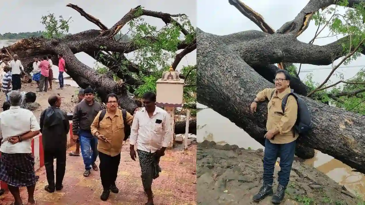 ఎన్నో సినిమా షూటింగ్‌లకు సజీవ సాక్ష్యం...  గోదావరి ఒడ్డున నేలకొరిగిన 150 ఏళ్ల నాటి చెట్టు!